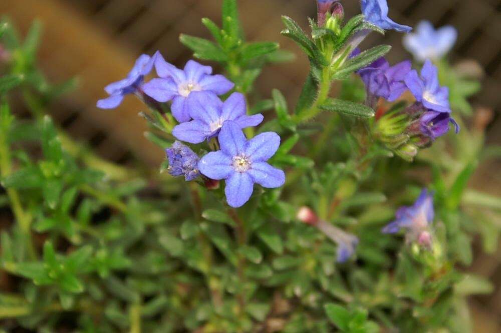 疏花木紫草的圖片