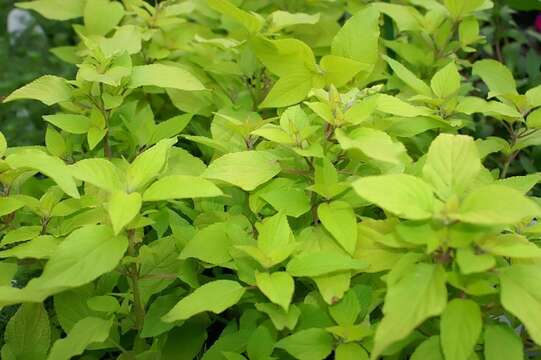 Image of pineapple sage