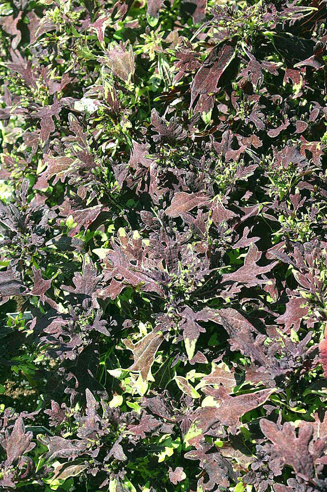 Image of common coleus