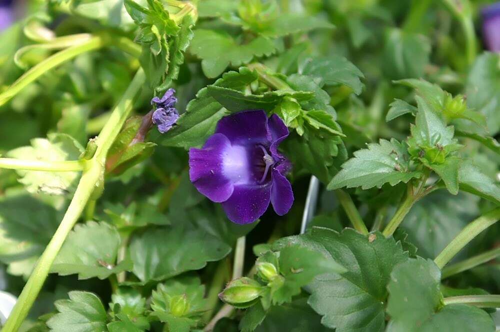 Image de Torenia