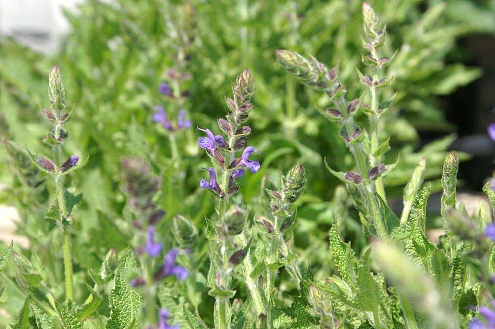 Imagem de Salvia nemorosa L.