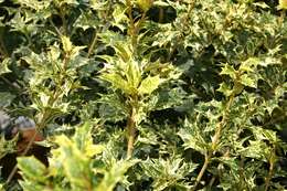 Image of holly osmanthus