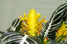 Image de Aphelandra squarrosa Nees