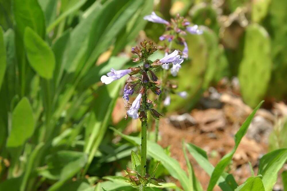 Imagem de Salvia lyrata L.