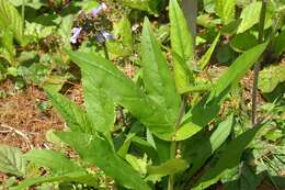 Imagem de Salvia lyrata L.