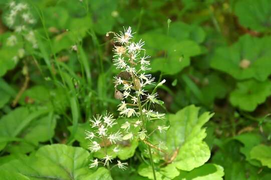 Image of Heartleaved foamflower