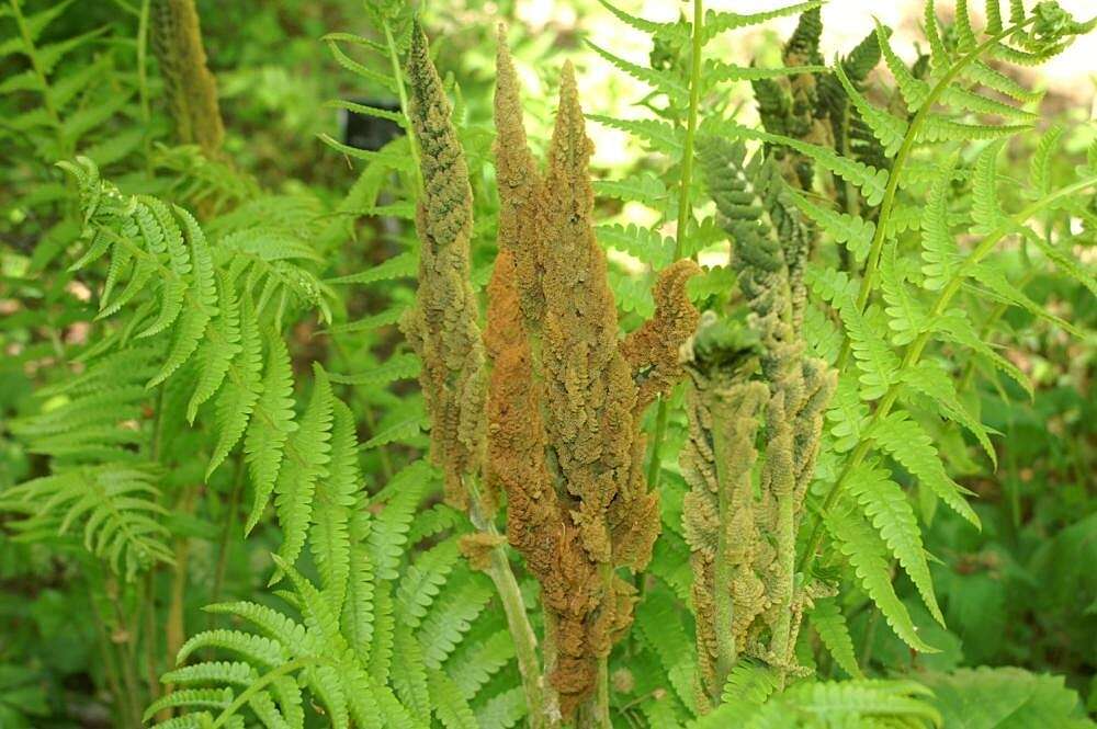 Image of Osmundastrum cinnamomeum Presl