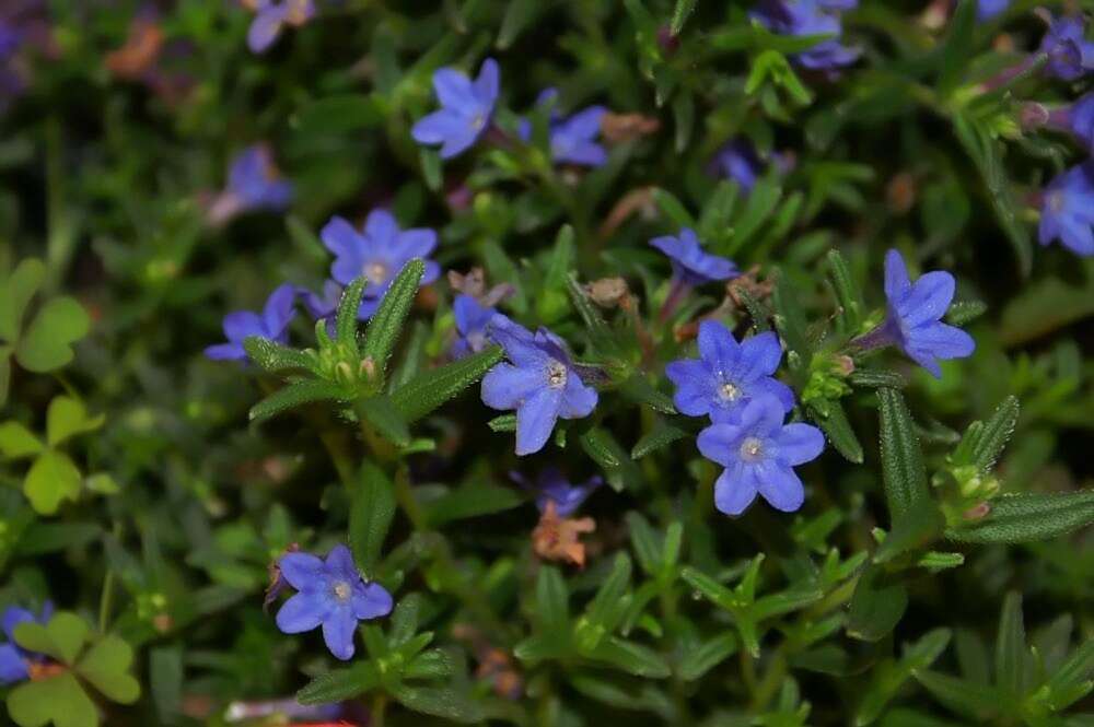 Image of Glandora diffusa (Lag.) D. C. Thomas