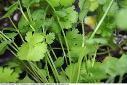 Image of coriander