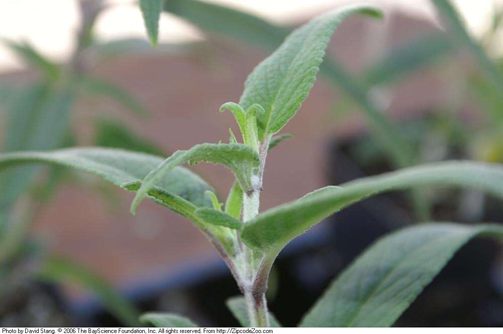 Imagem de Salvia leucantha Cav.