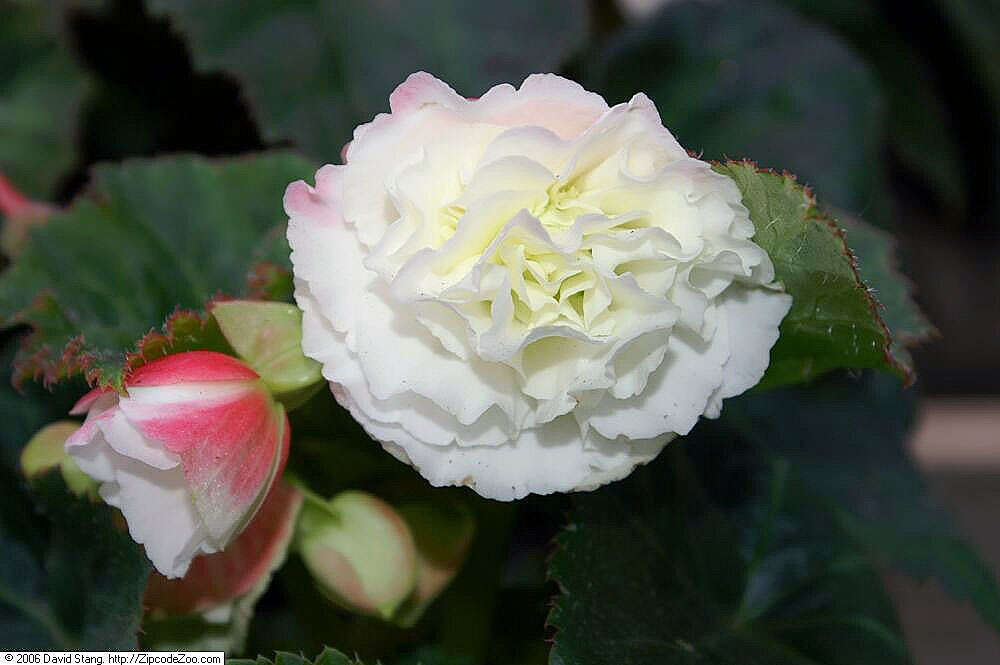 Image of Begonia tuberhybrida Voss