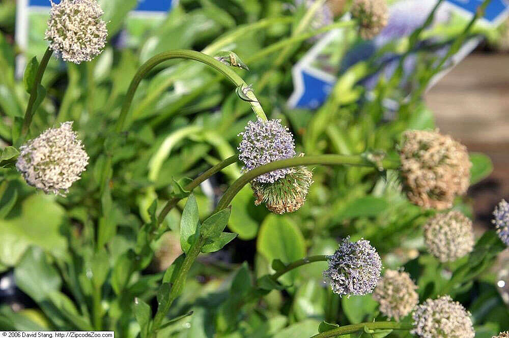 Image of Globularia bisnagarica L.