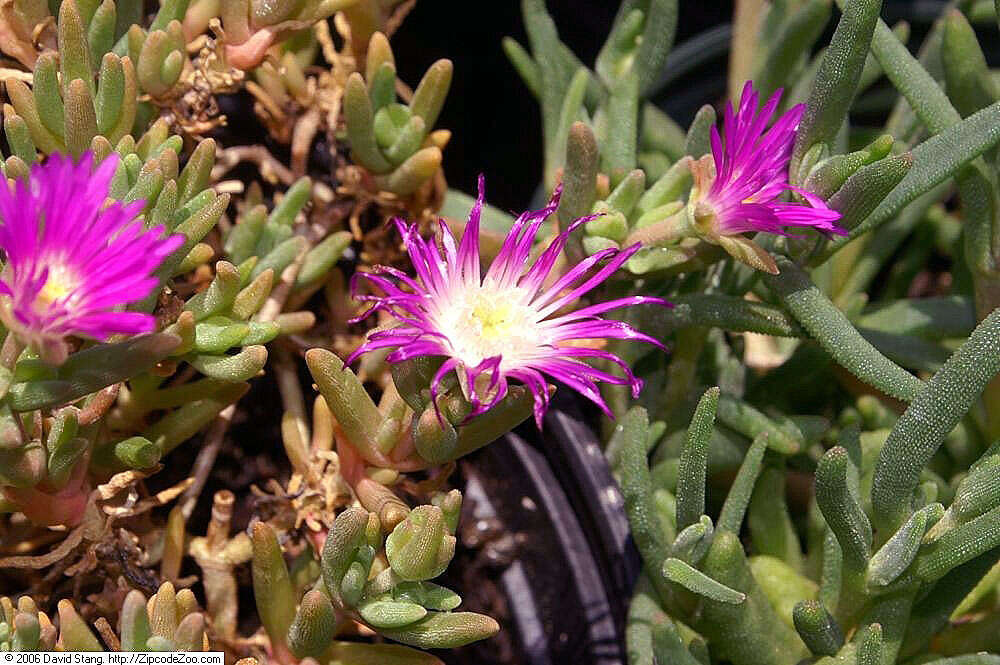 Imagem de Delosperma cooperi (Hook. fil.) L. Bol.