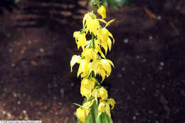 Image of Calanthe striata R. Br. ex Spreng.