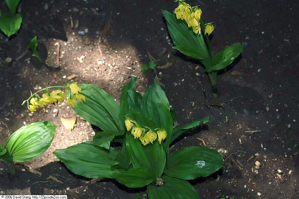 Image of Calanthe striata R. Br. ex Spreng.