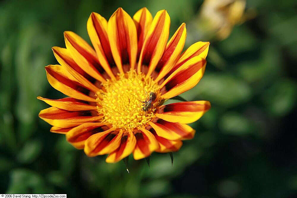 Image of treasure-flower