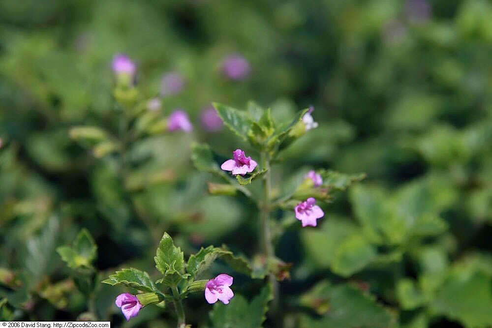 Image of Clinopodium grandiflorum