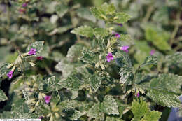 Image of Clinopodium grandiflorum