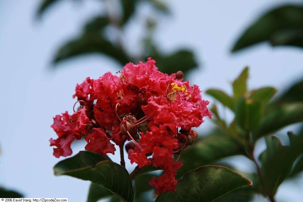 Image of lagerstroemia