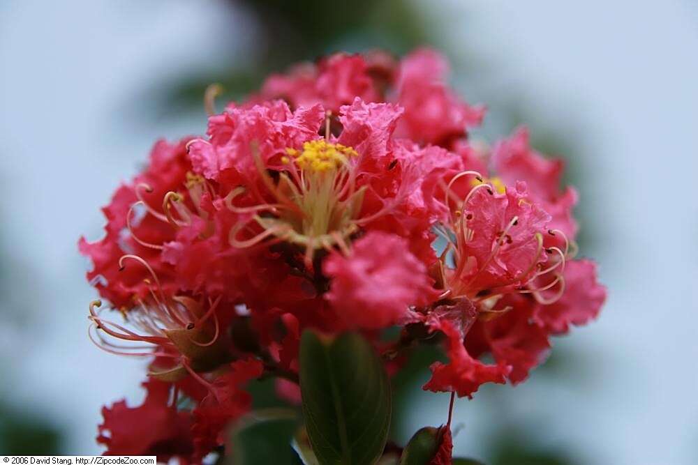 Image of lagerstroemia