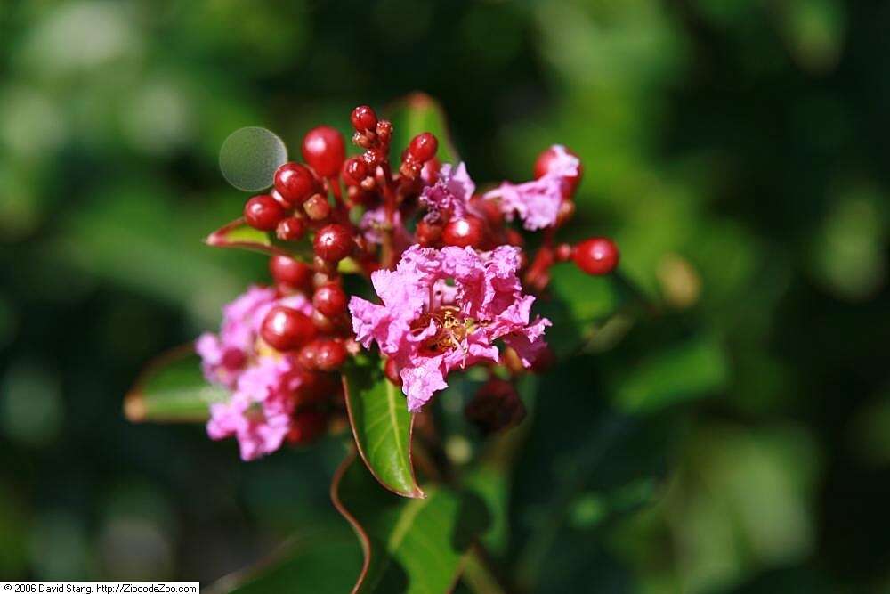 Image of lagerstroemia