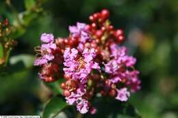 Image of lagerstroemia