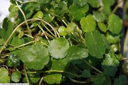 Image of whorled marshpennywort