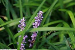 Image of Big blue lilyturf'