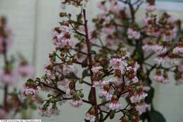 Image of Crape myrtle