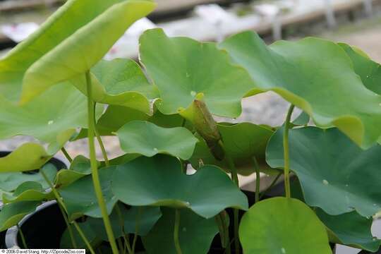 Image of sacred lotus