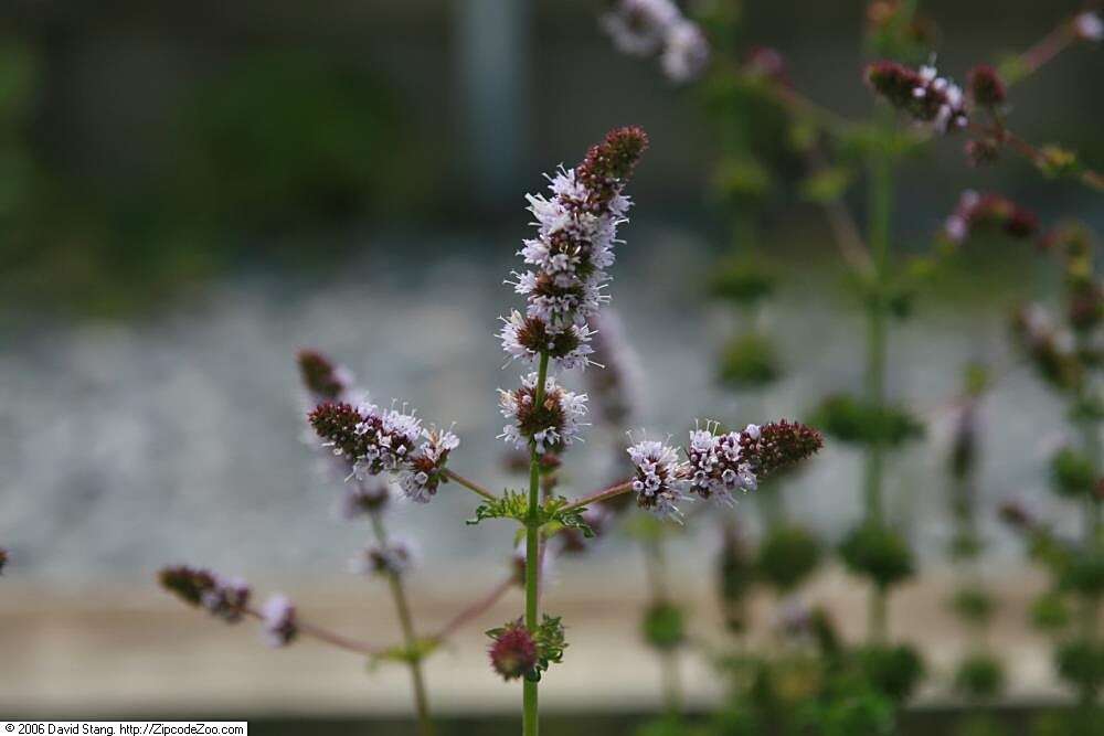 Image of Water Mint