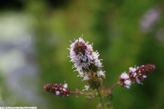 Image of Water Mint