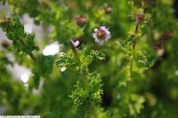 Image of Water Mint