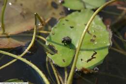 Image of yellow floatingheart