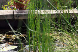 Image of Marsh Horsetail