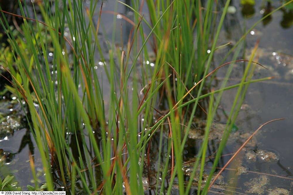 Image of Dwarf bulrush