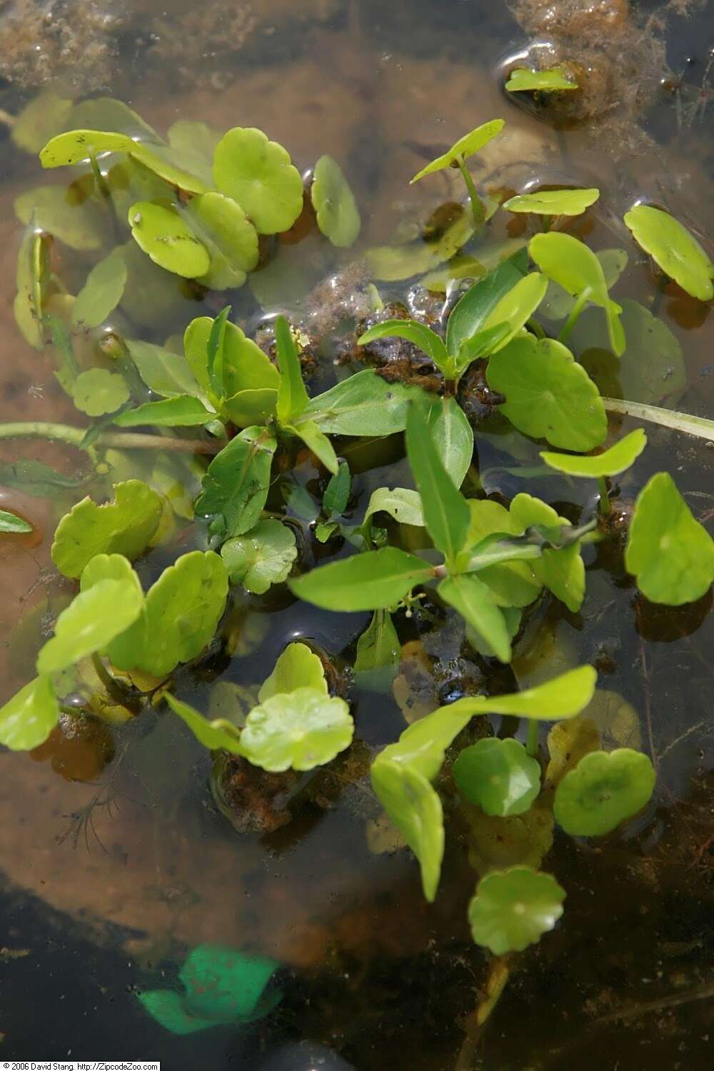 Image of whorled marshpennywort