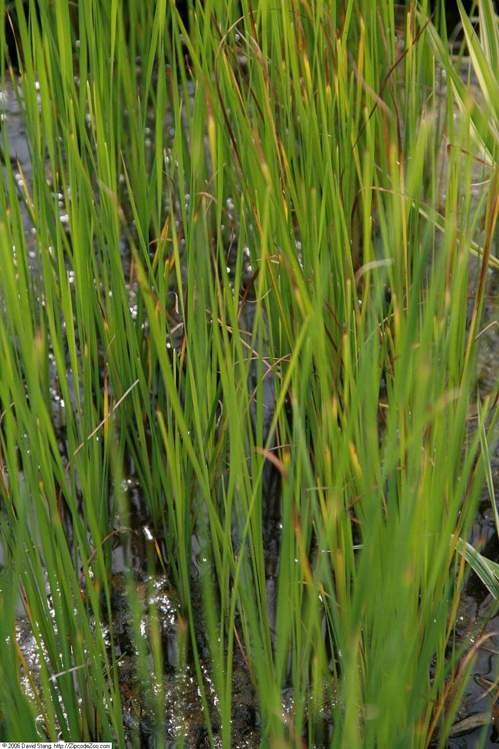 Image of graceful cattail