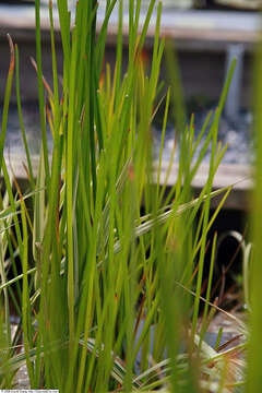 Image of Chinese water chestnut