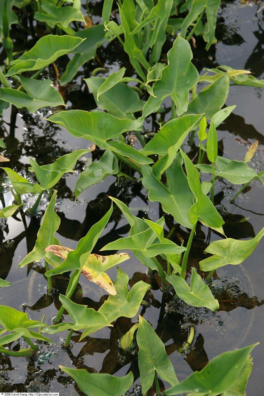 Image of green arrow arum