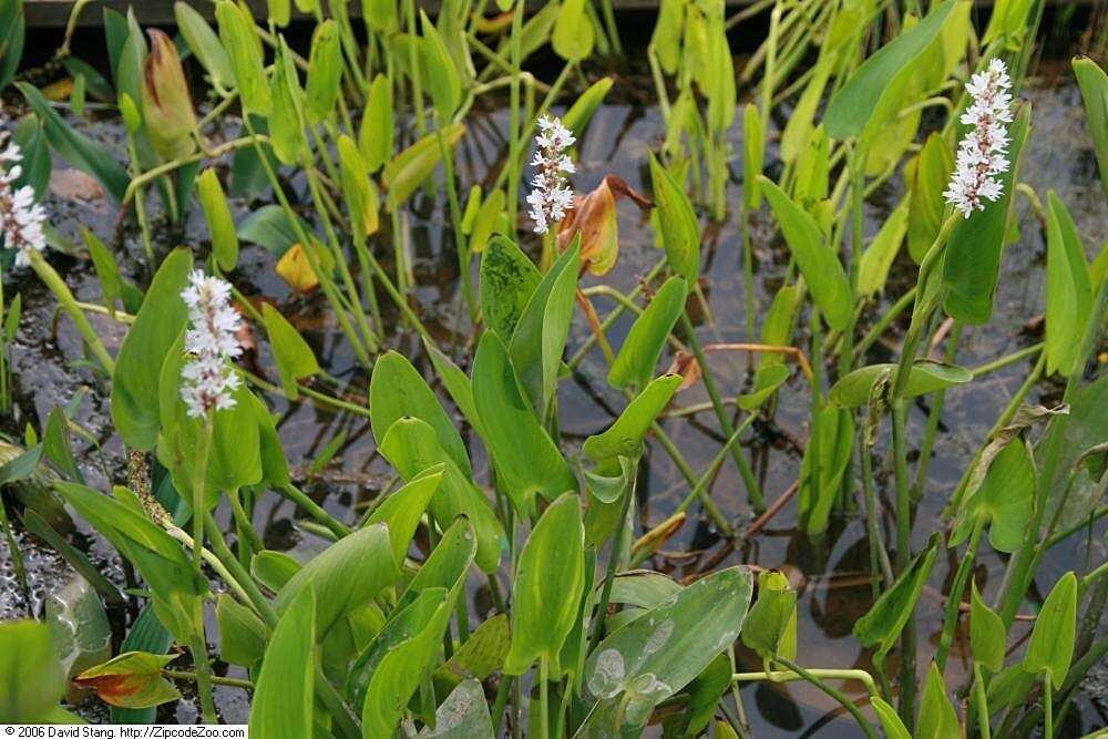 Image of pickerelweed