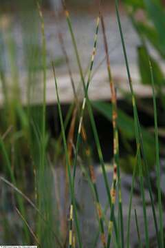 Слика од Schoenoplectus lacustris (L.) Palla