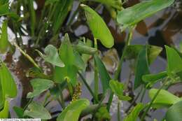 Image of pickerelweed