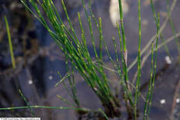 Image of Marsh Horsetail