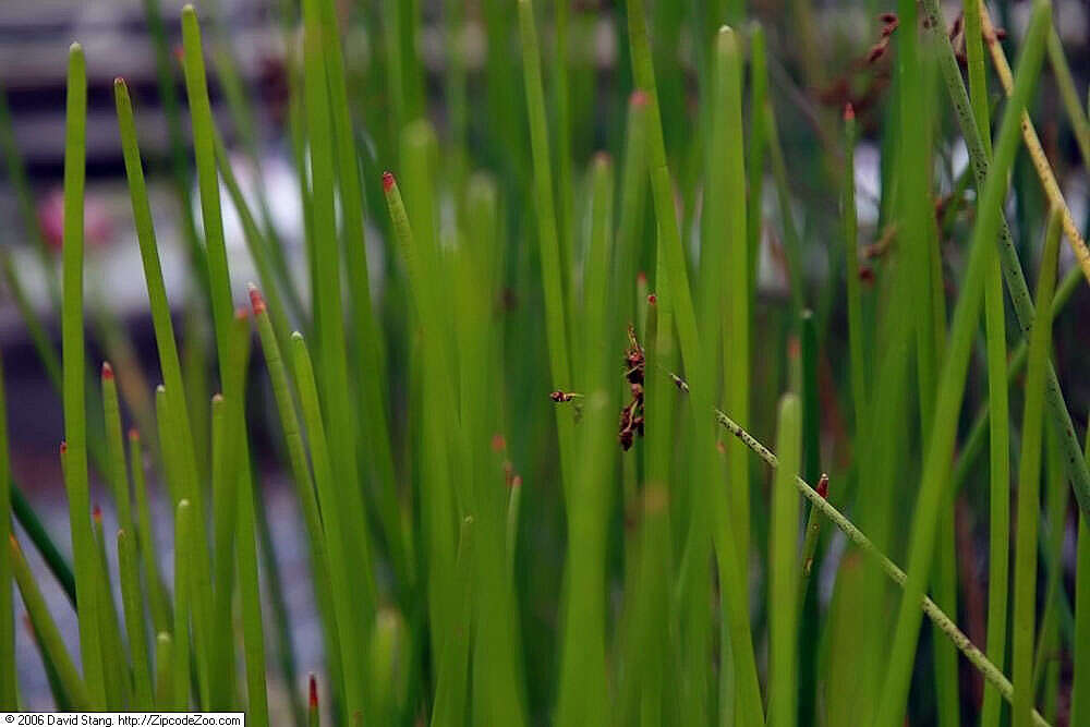 Image of Chinese water chestnut