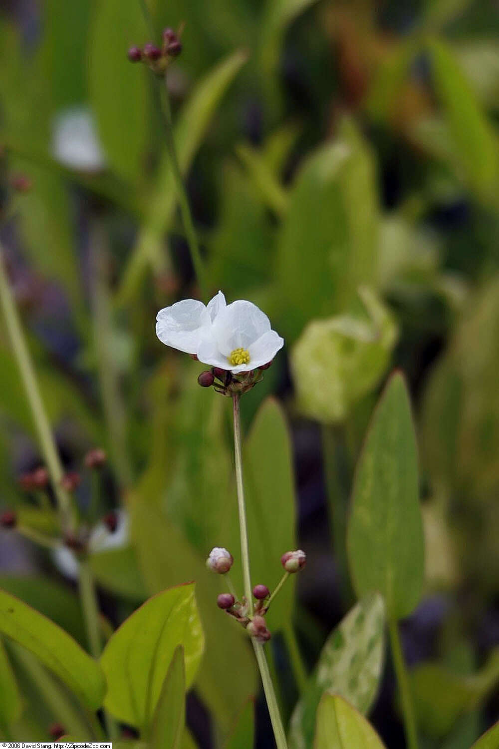 Image of creeping burhead