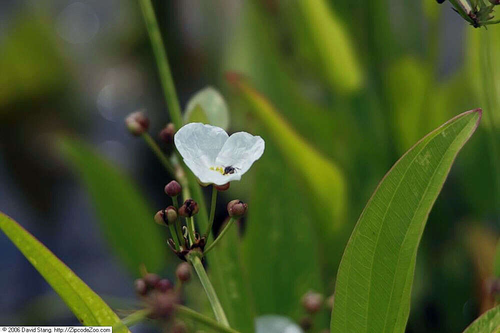 Image of creeping burhead