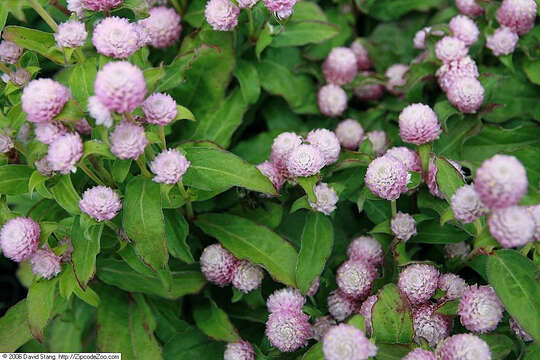 Imagem de Gomphrena globosa L.