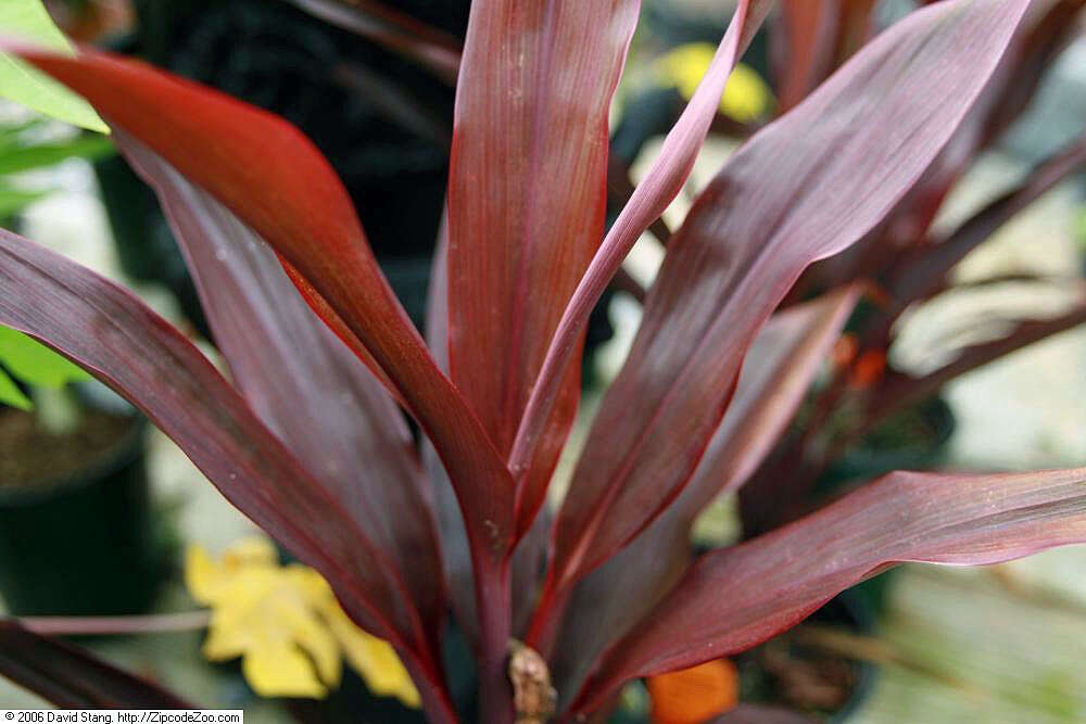 Imagem de Cordyline fruticosa (L.) A. Chev.