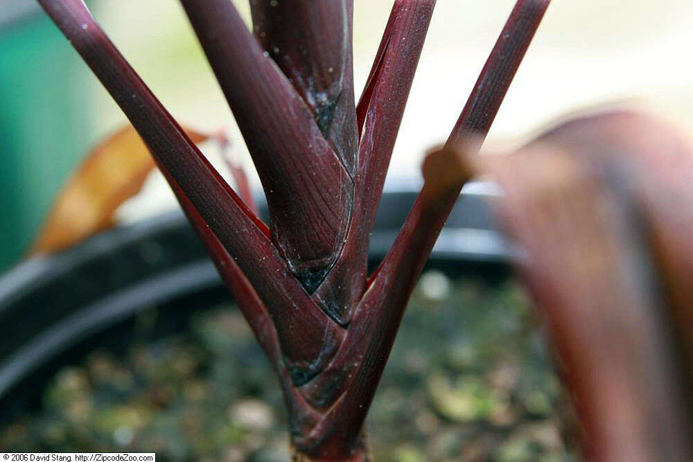 Imagem de Cordyline fruticosa (L.) A. Chev.